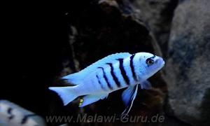 Cynotilapia sp. 'hara' Gallireya Reef